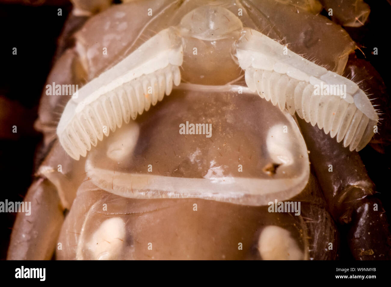 Extreme close-up of a scorpion (Ananteris) showing the pectines in detail Stock Photo