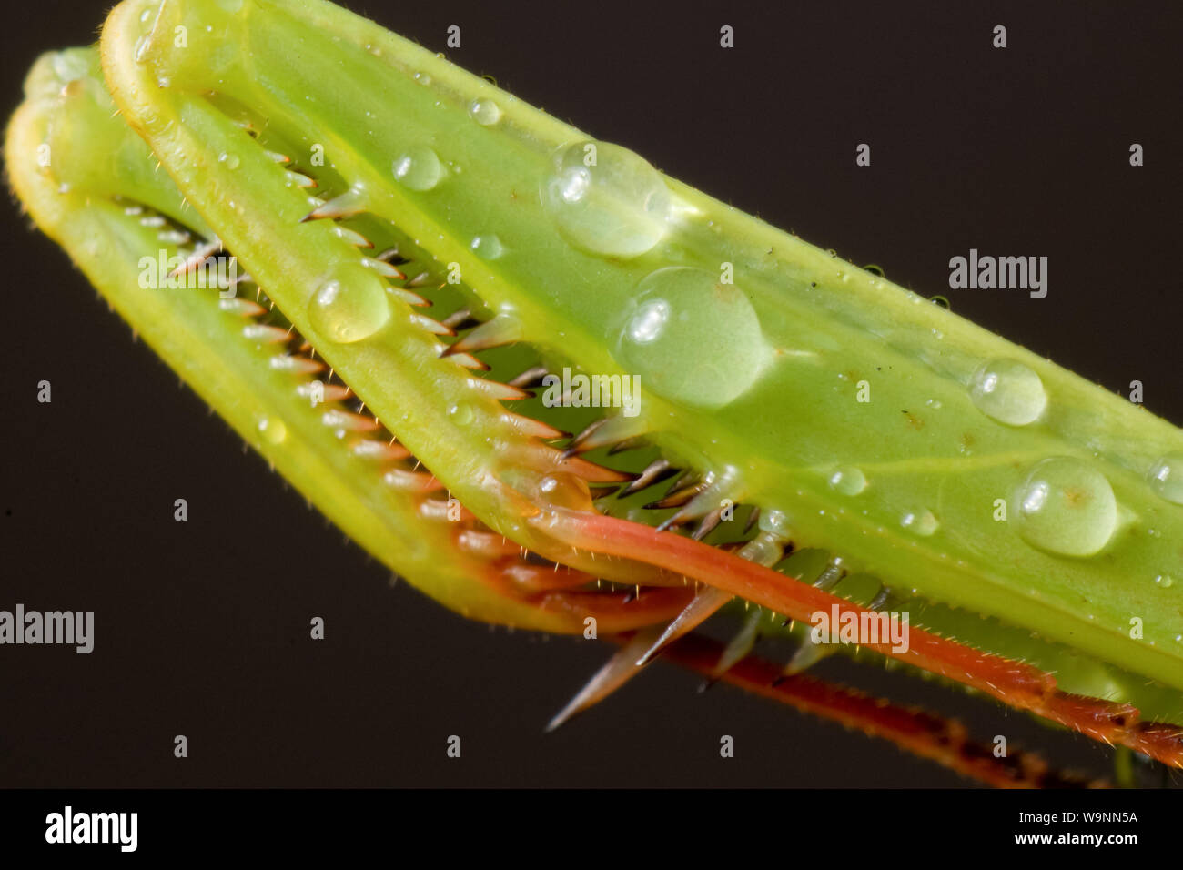 Close-up of a green praying mantis, insect macrophotography showing the raptorial legs Stock Photo