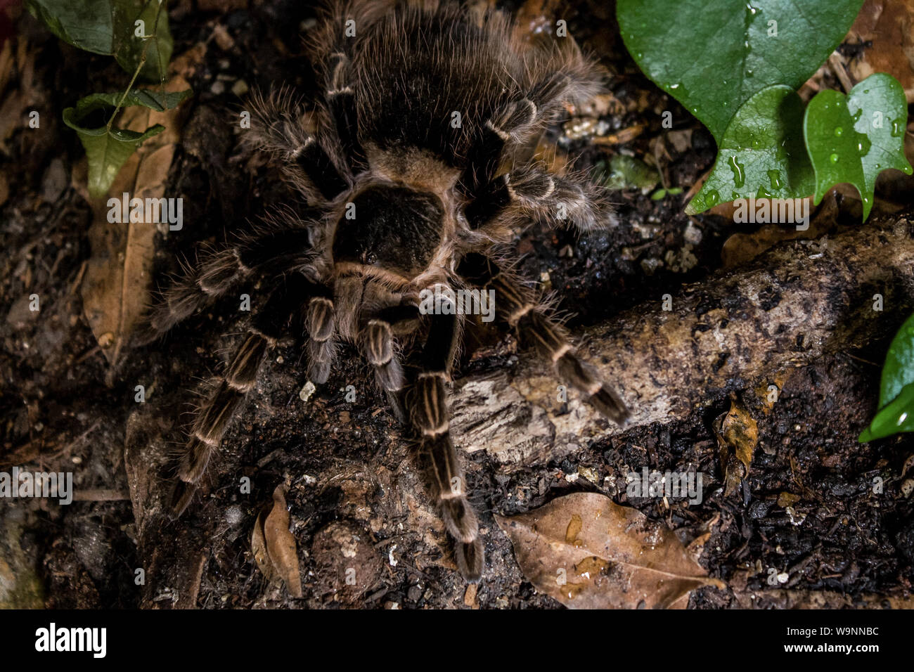 Close-up of a pet tarantula, brazilian Vitalius sorocabae Stock Photo