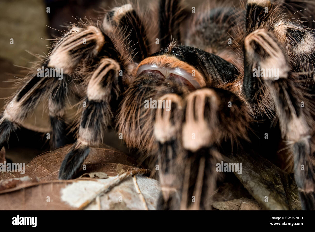 Close-up of a pet tarantula, brazilian Acanthoscurria geniculata Stock Photo