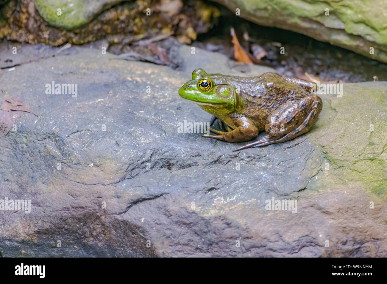 American bull frog sitting on rock Stock Photo - Alamy