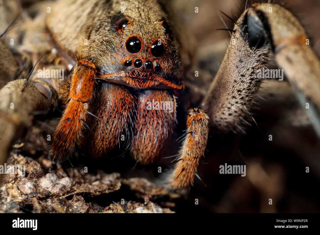 Close-up of a wolf spider (Lycosidae, Lycosa erythrognatha) common in gardens, arachnid eyes in detail Stock Photo