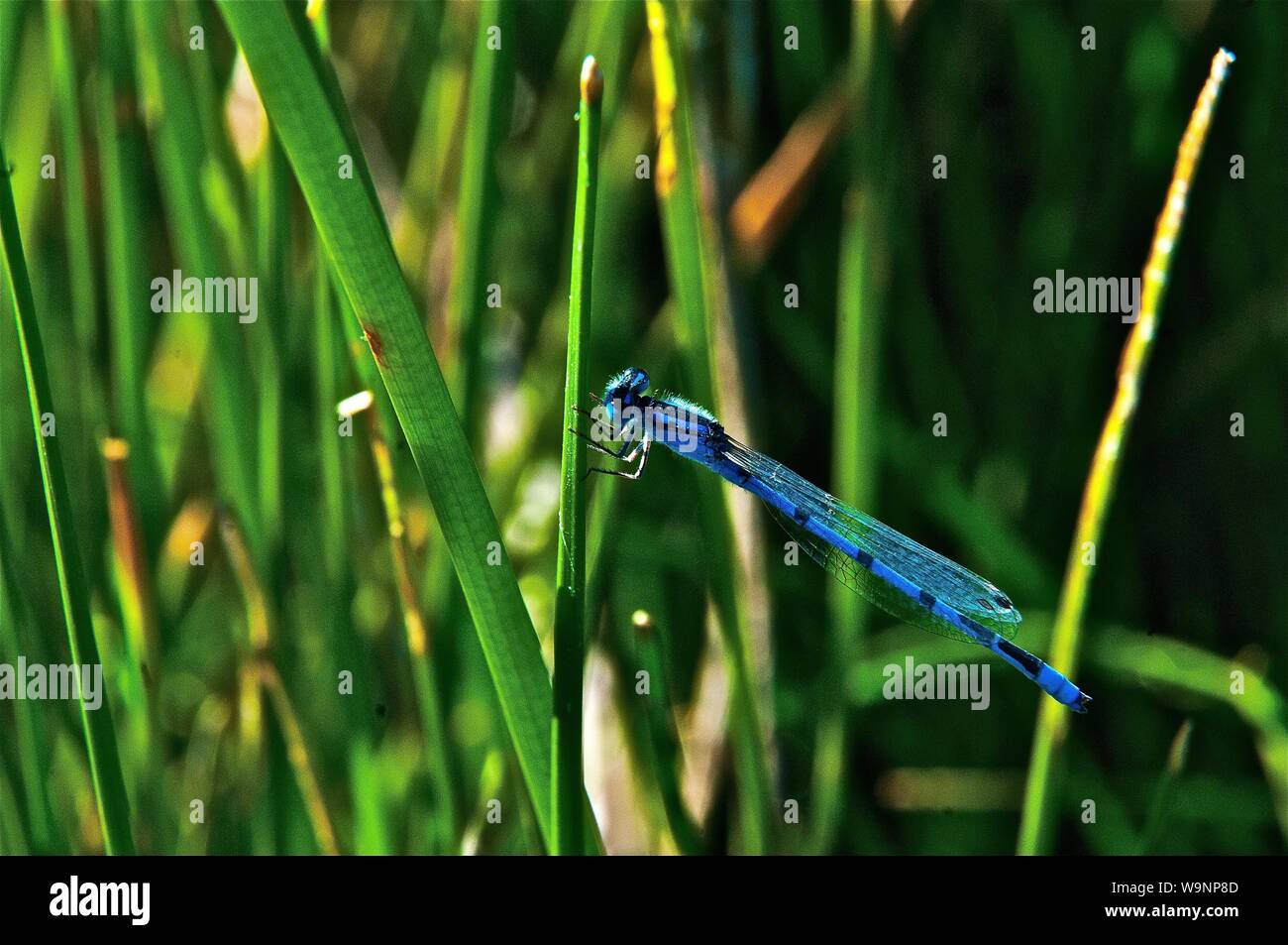 Resting dragonfly on rock Stock Photo