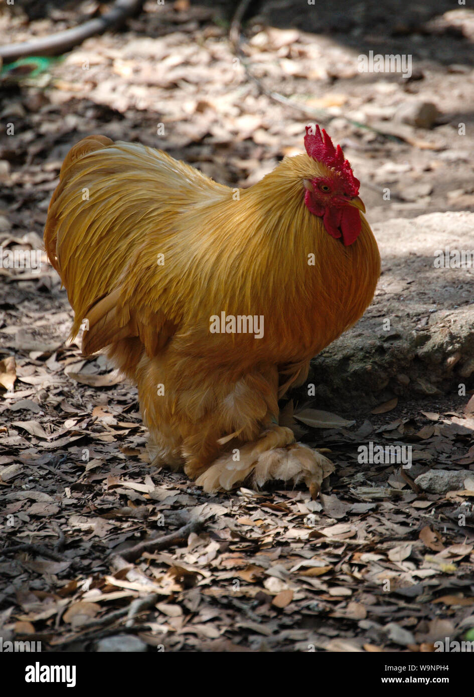 Golden feather chicken Stock Photo - Alamy