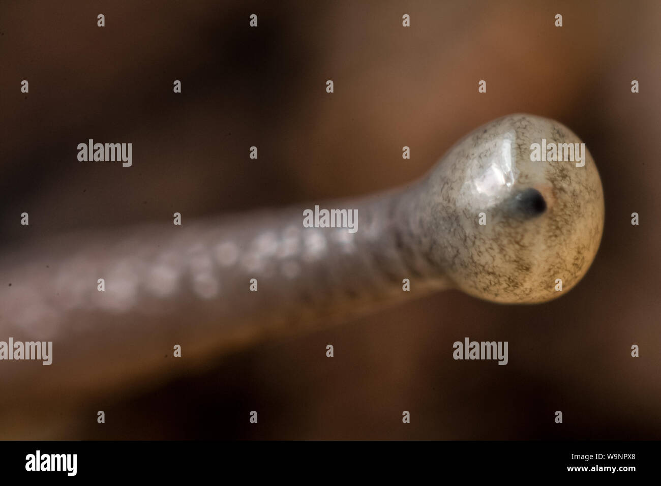 Extreme close-up of a slug with details on the mollusk eyes Stock Photo