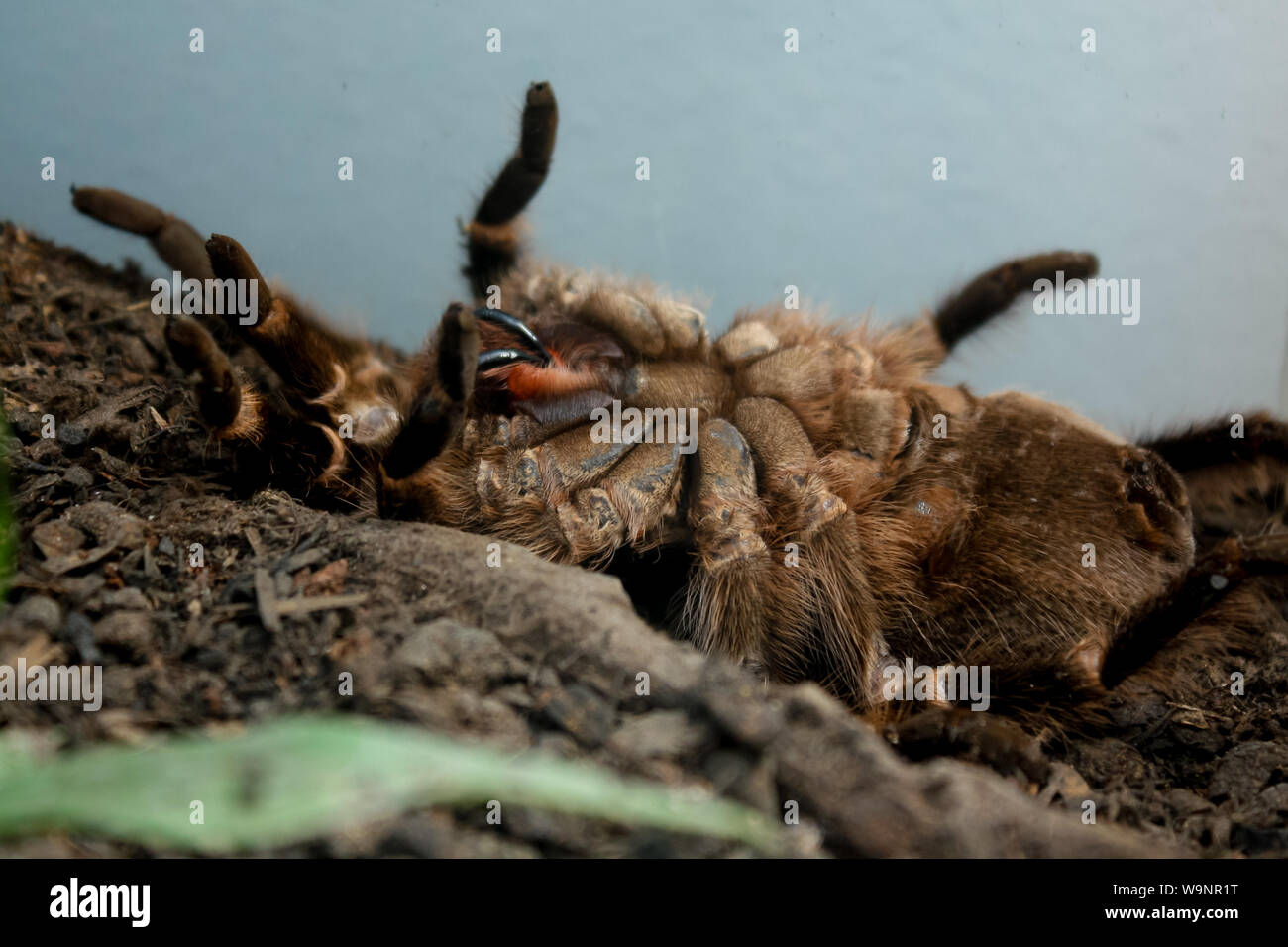 Tarantula (exotic pet) during moult process (ecydsis), arachnid close-up Stock Photo