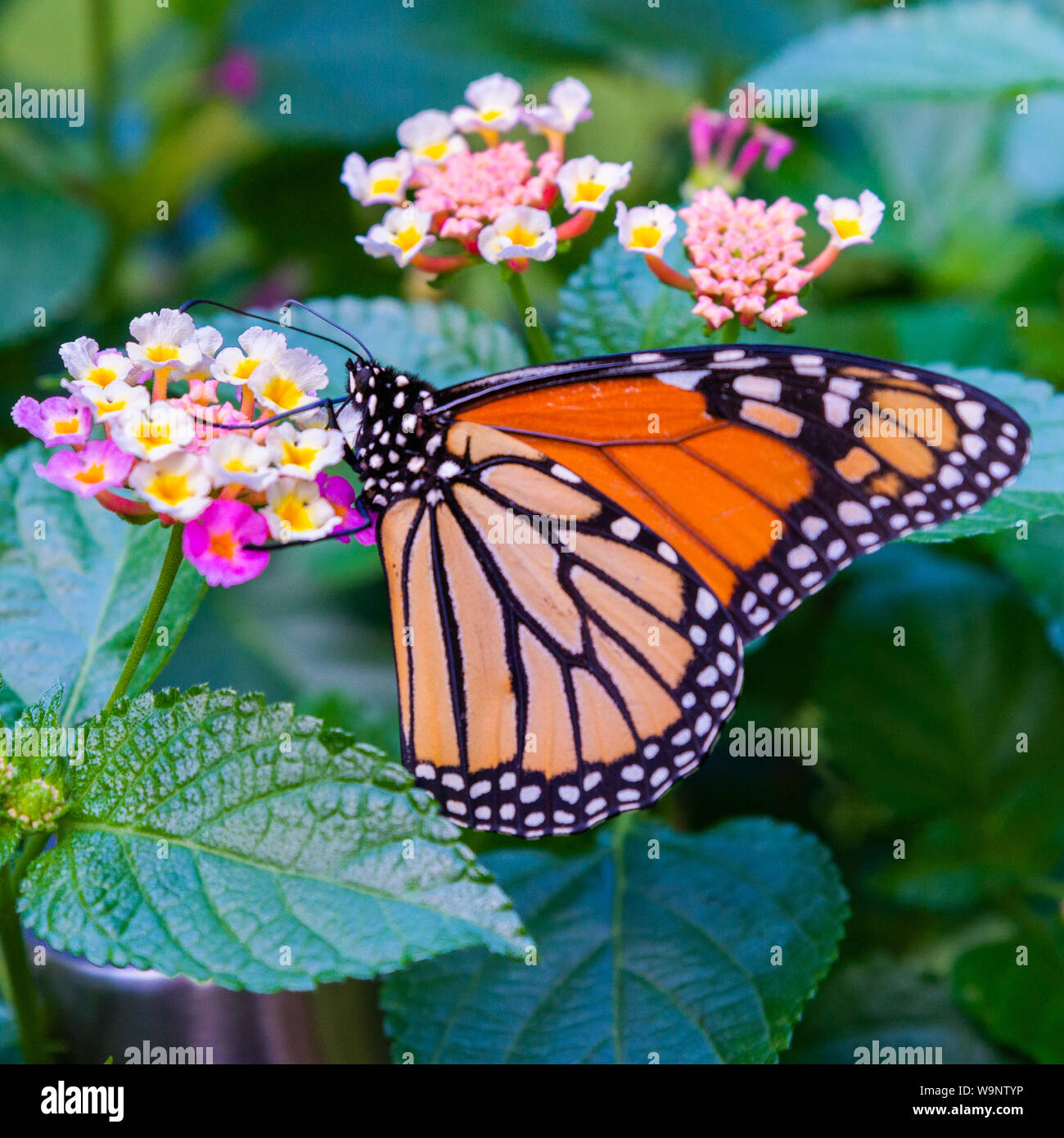Monarch Butterfly feeding on a Lantana Stock Photo Alamy