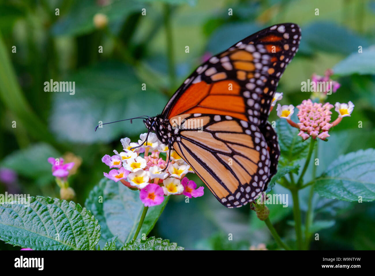 Monarch Butterfly feeding on a Lantana Stock Photo