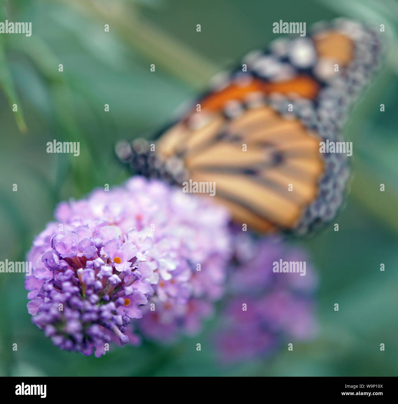 Monarch butterfly in wildflower hi-res stock photography and images - Alamy