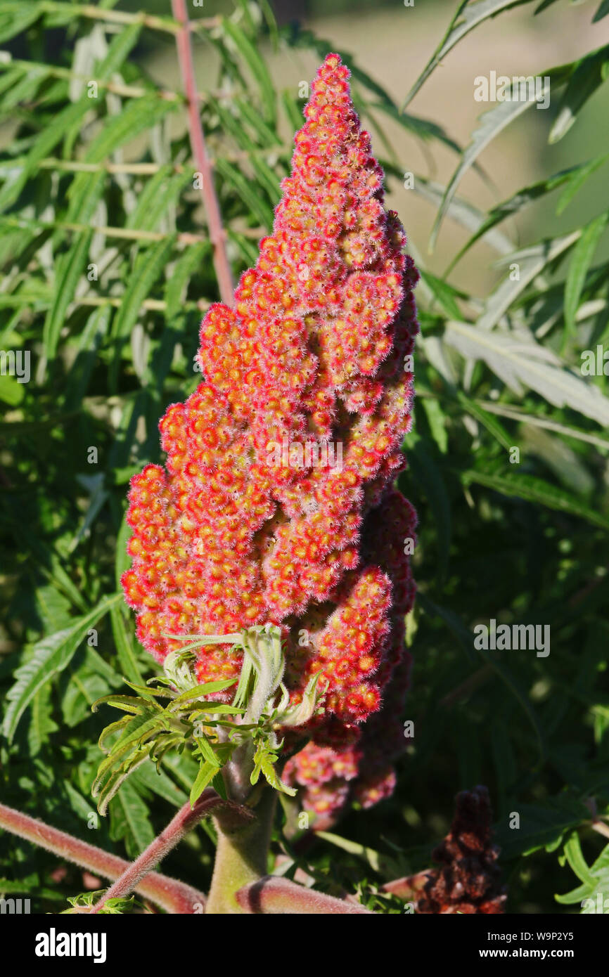 ripe rhus or sumac sumach panicle bright red in colour also called a staghorn or typhina from the anacardiaceae or cashew family of plants Stock Photo