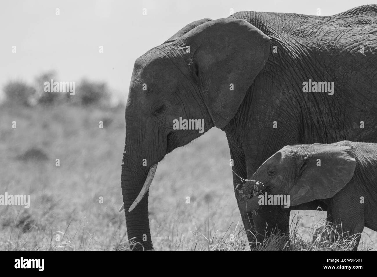 Breastfeeding baby african hires stock photography and images Alamy