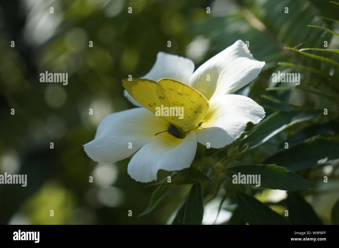 The garden of java hi-res stock photography and images - Alamy