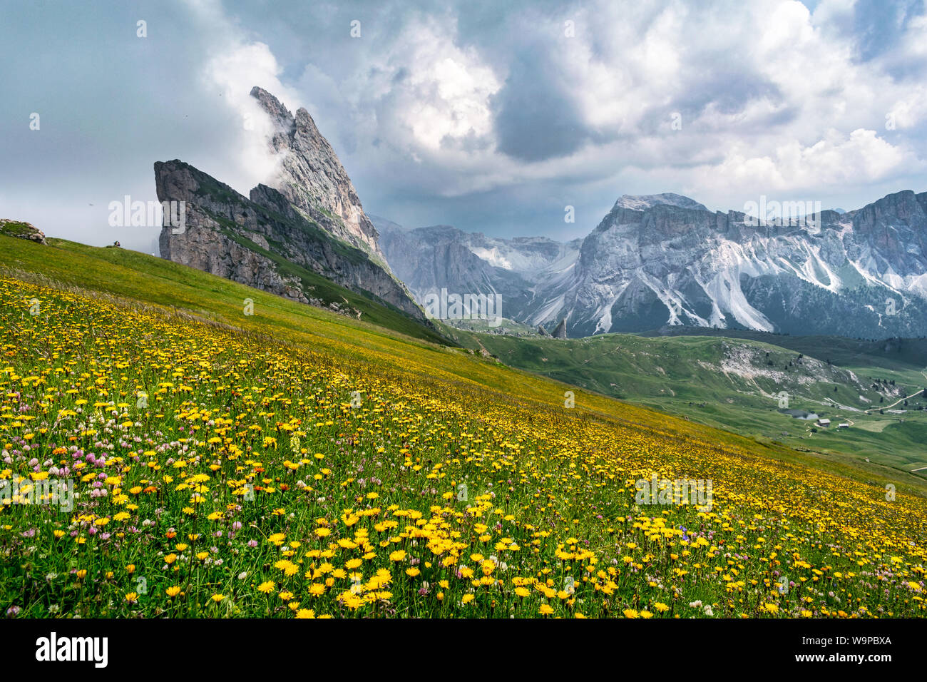 Wild flowers growing on the side of Seceda mountain in the Italian Dolimites of the Alps Stock Photo