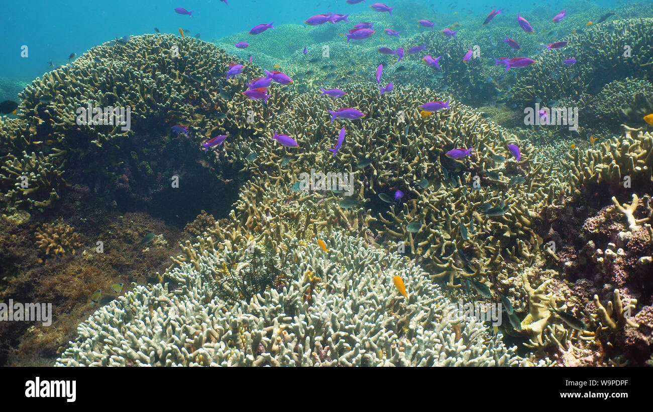 Tropical fishes and coral reef at diving. Beautiful underwater world ...