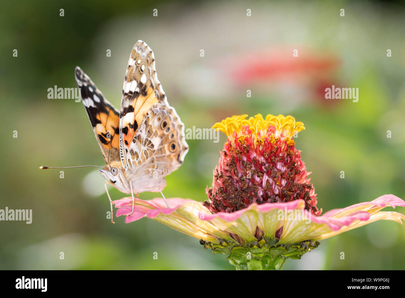 Vanessa cardui is a well-known colorful butterfly, known as the painted lady, or in North America as the cosmopolitan Stock Photo