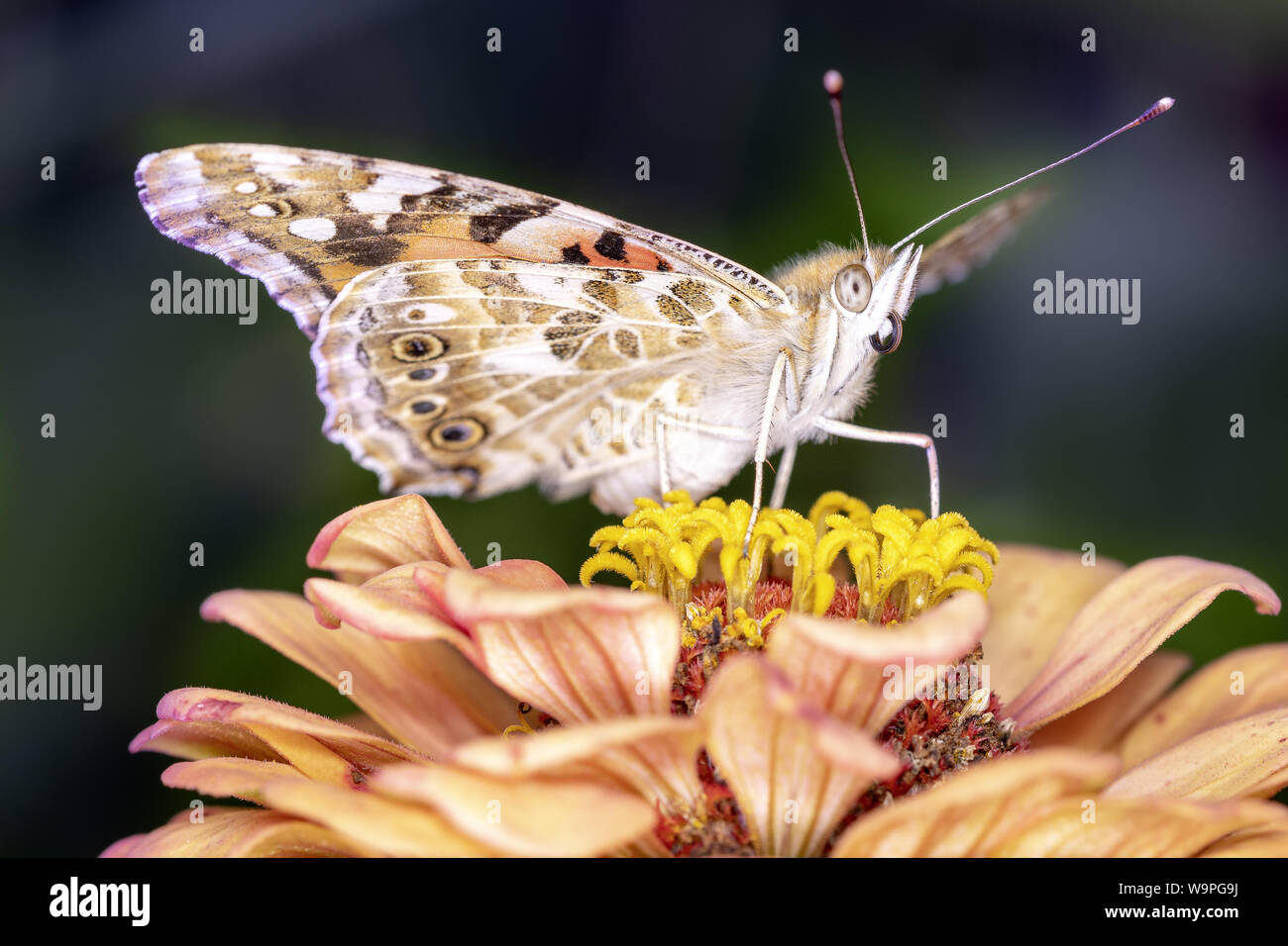 Vanessa cardui is a well-known colorful butterfly, known as the painted lady, or in North America as the cosmopolitan Stock Photo
