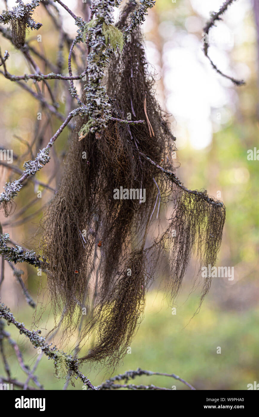 The hanging tree lichen in old forest (Usnea) Hailuoto island,North Ostrobothnia,Finland Stock Photo
