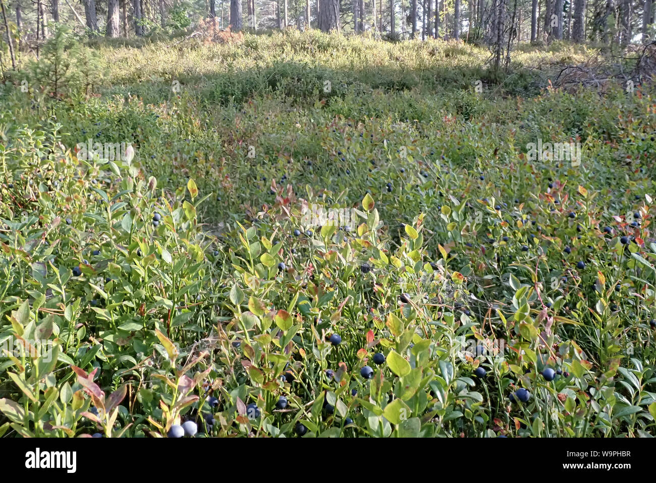 Finnish blueberry berries harvest time,Bothnian Bay, North Ostrobothnia, Hailuoto island, Finland Stock Photo