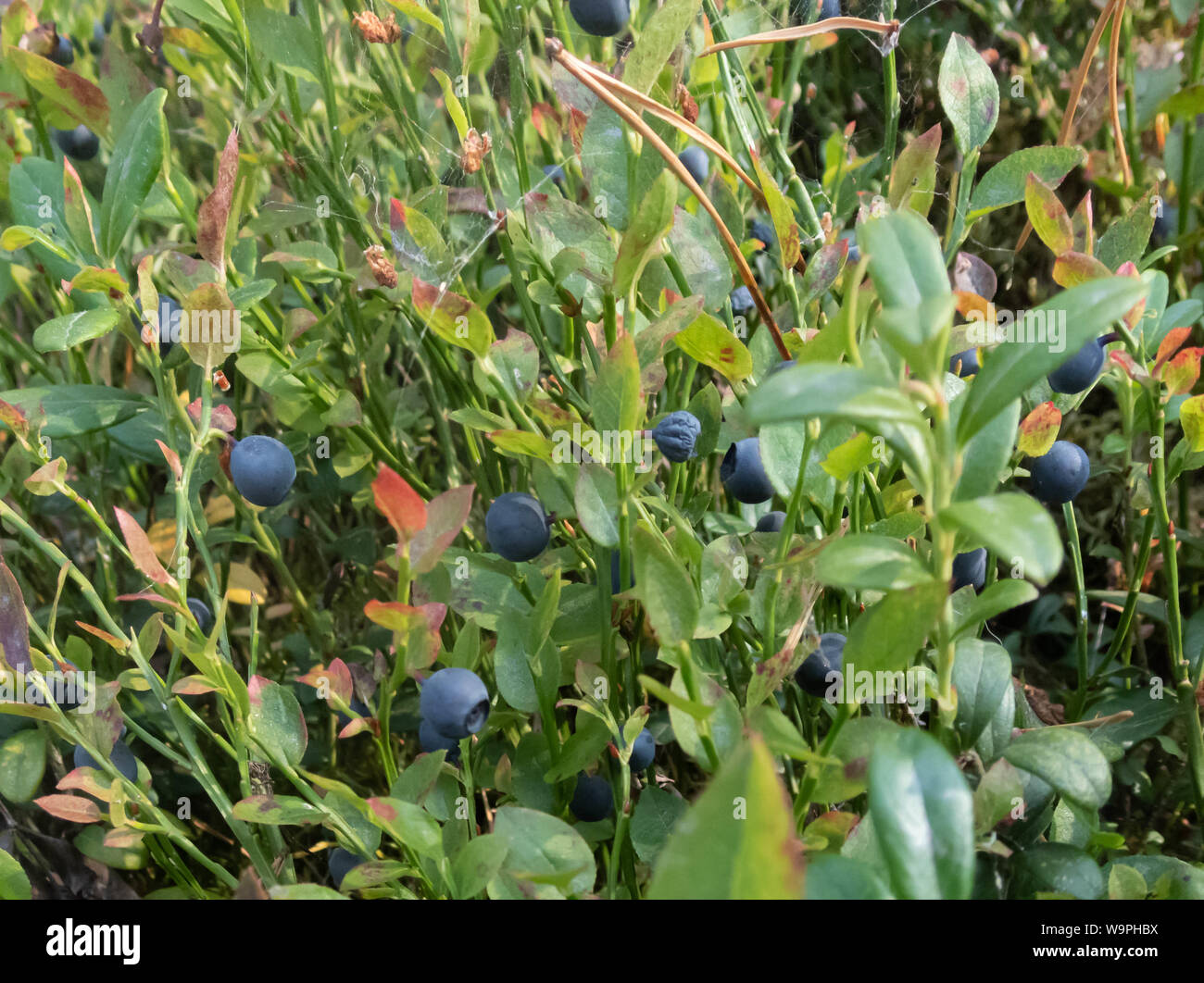 Finnish blueberry berries harvest time,Bothnian Bay, North Ostrobothnia, Hailuoto island, Finland Stock Photo