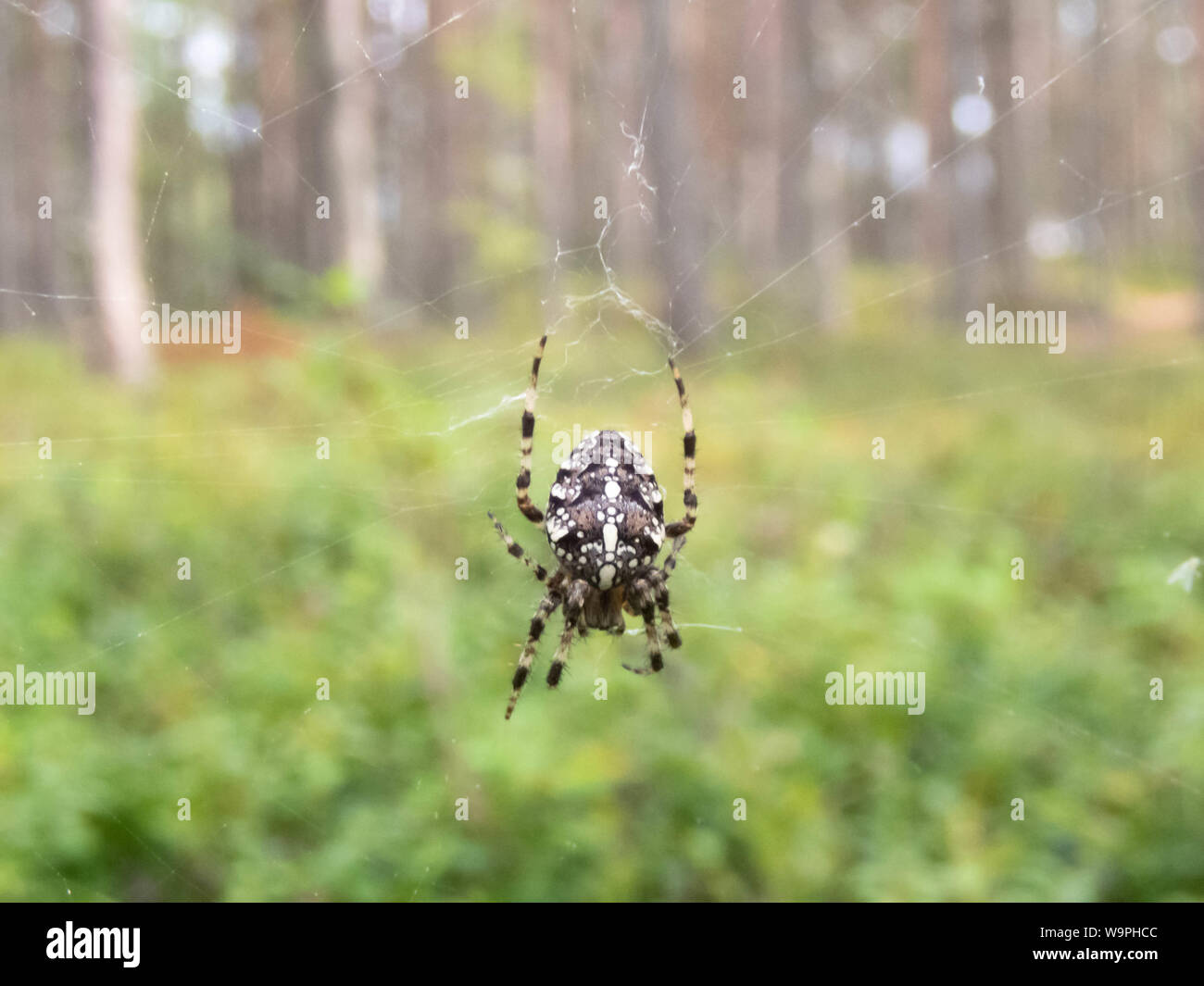 Cross spider,Bothnian Bay, North Ostrobothnia, Hailuoto island, Finland Stock Photo