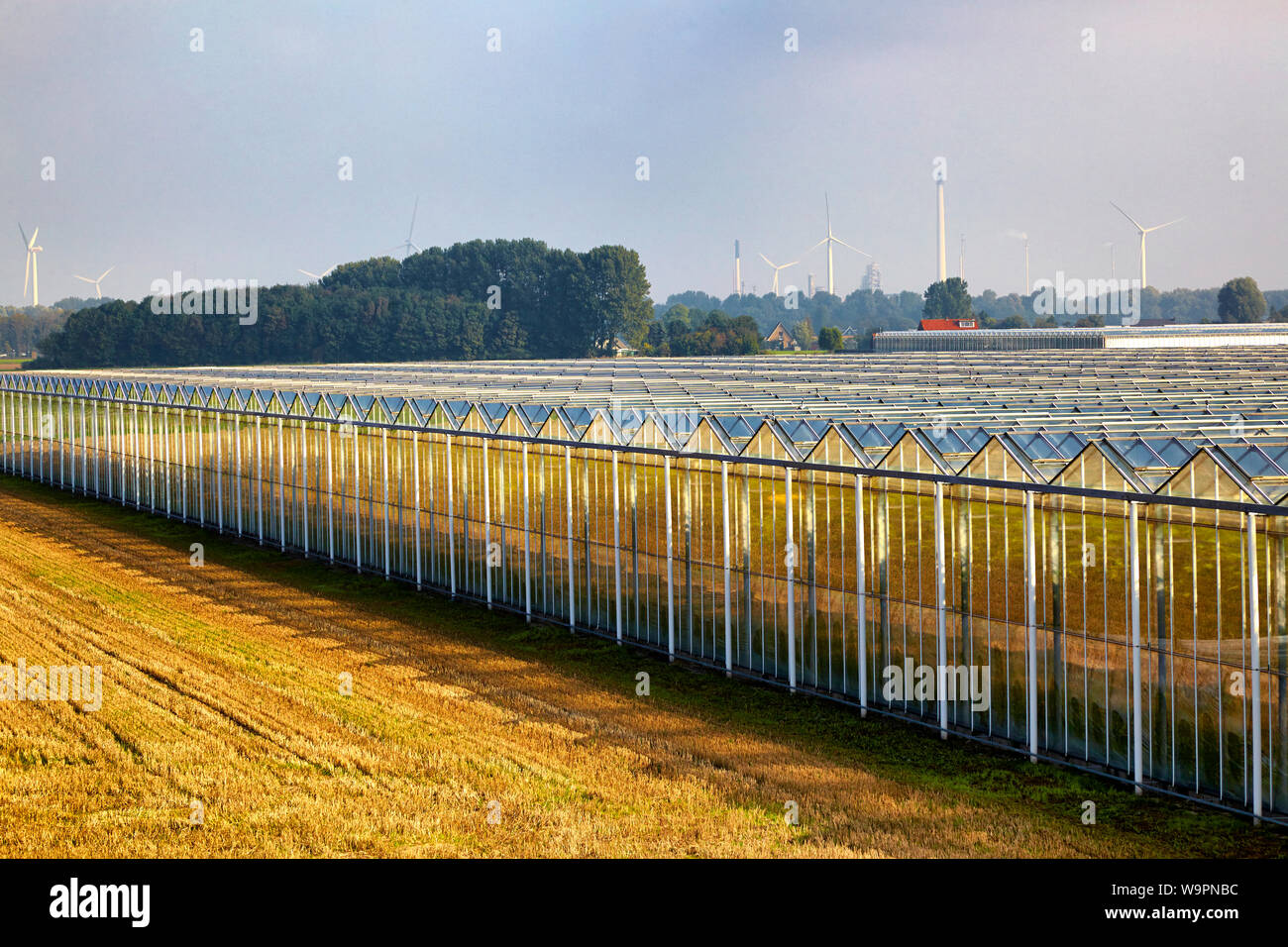Commercial greenhouse complex for organically grown tomatoes with wind turbines in the background Stock Photo