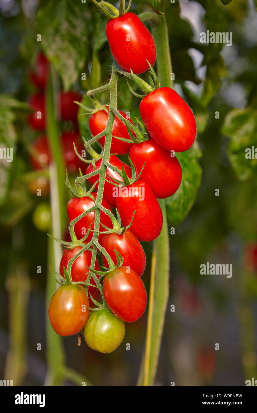 Plum tomatoes ripening on the vine Stock Photo Alamy