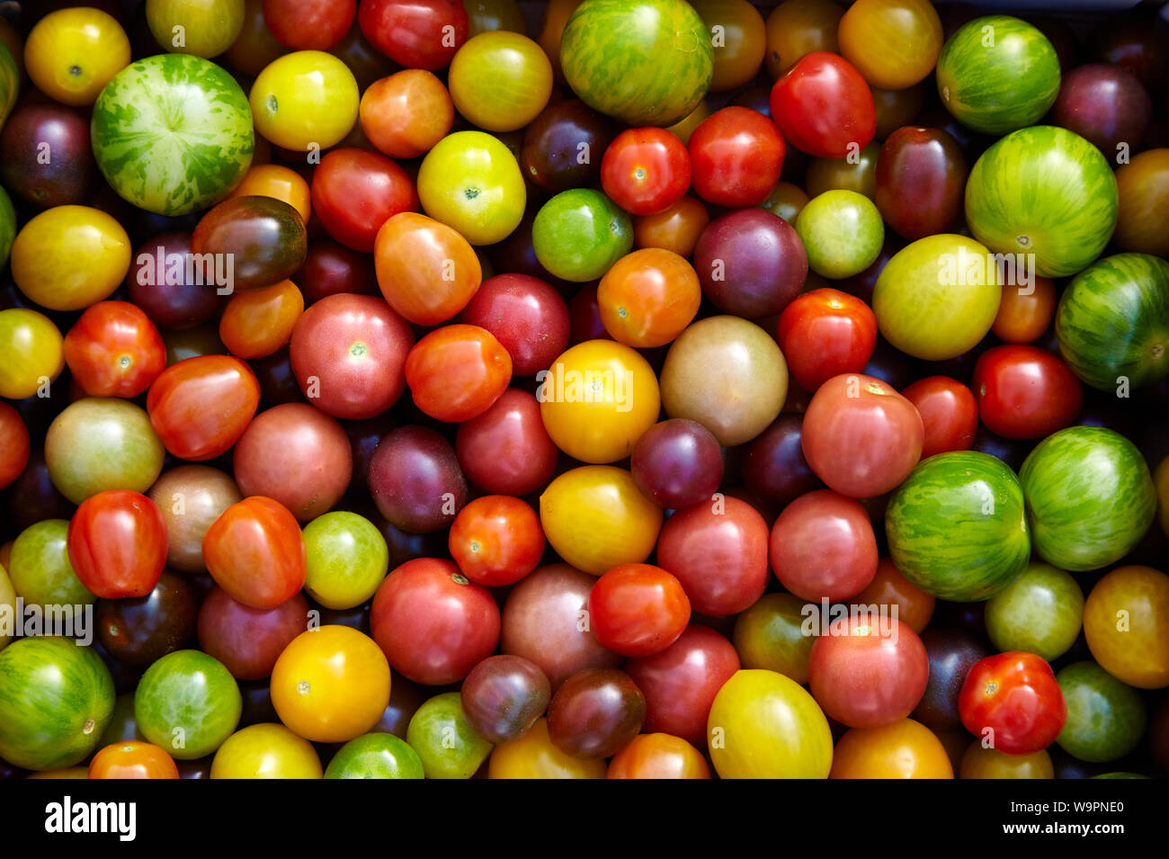 A colourful selection of organically greenhouse grown tomatoes valled 'Wild Wonders' Stock Photo