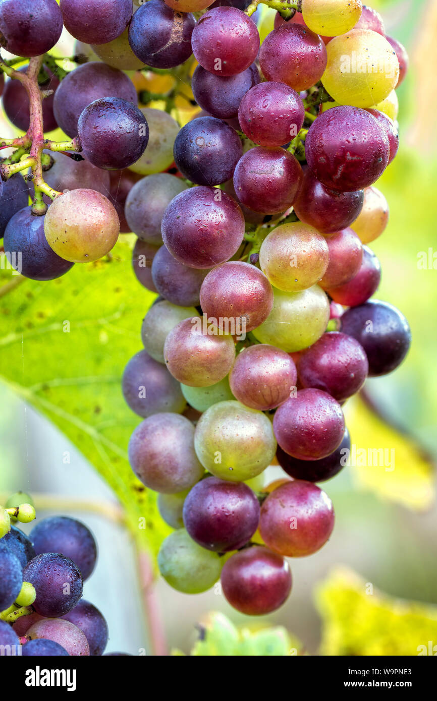 Grapes in france hires stock photography and images Alamy
