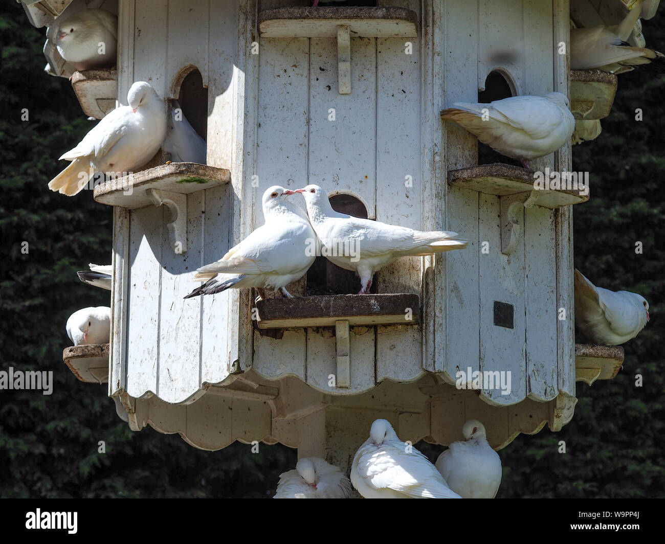 Doves at dovecote hi-res stock photography and images - Alamy