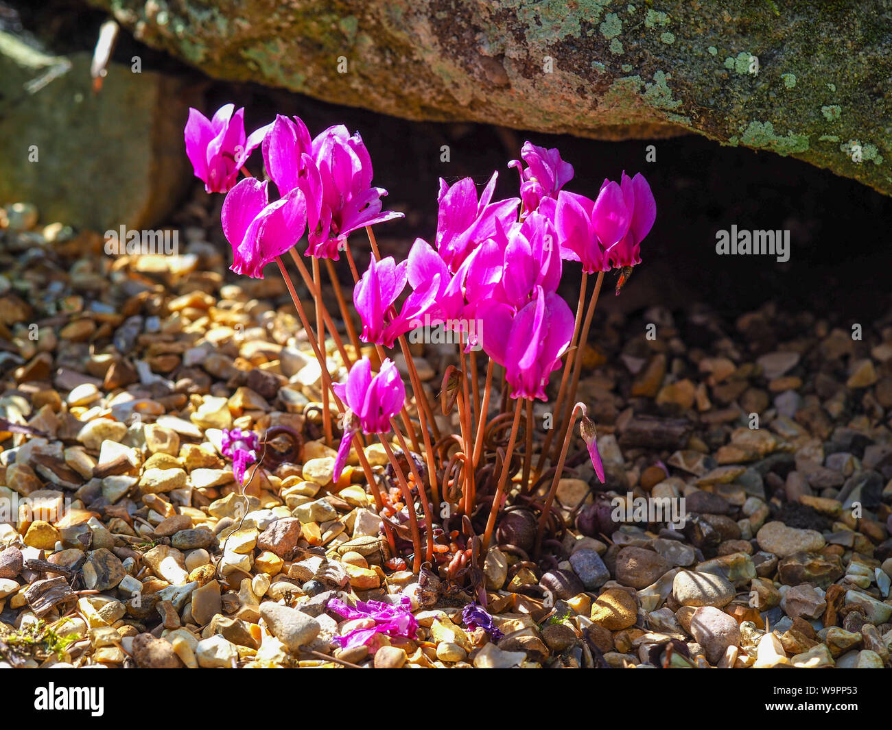 Bright pink Cyclamen flowers growing in a rock garden Stock Photo