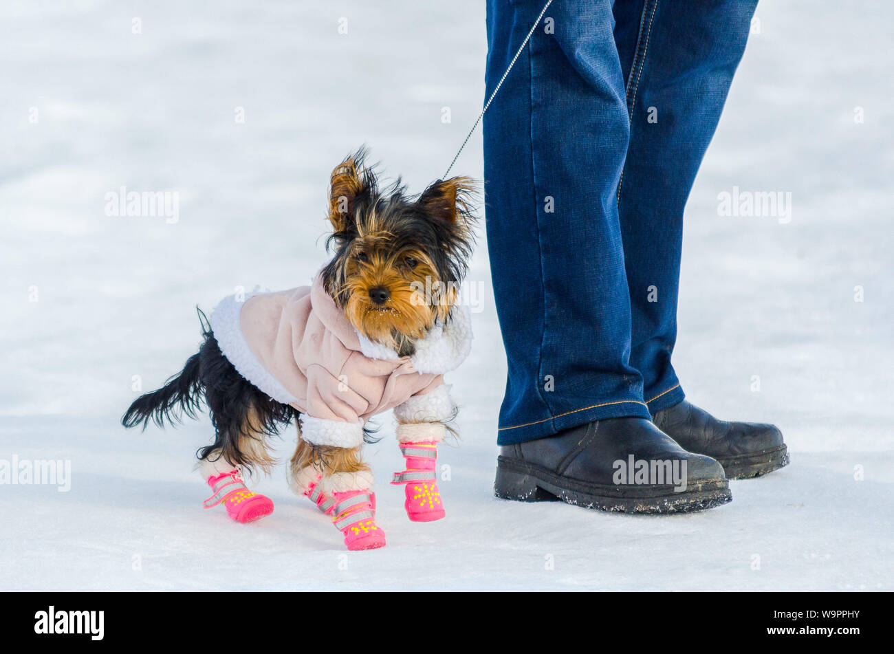 yorkie boots