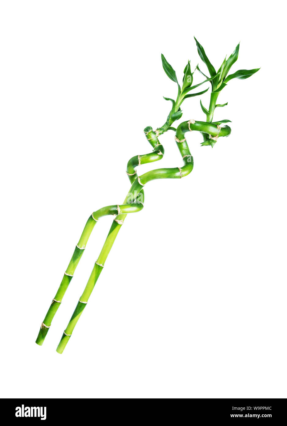Two Long houseplant stem of Lucky Bamboo (Dracaena Sanderiana) with green leaves, twisted into a spiral shape, isolated on white background Stock Photo