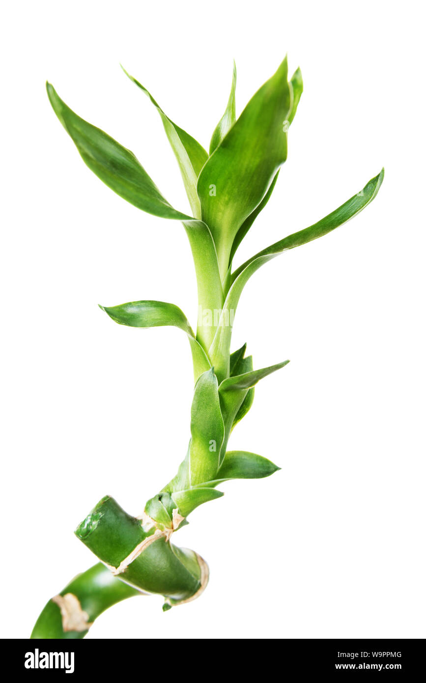 Single sprout of houseplant Lucky Bamboo (Dracaena Sanderiana) with green leaves, twisted into a spiral shape, isolated on white background Stock Photo