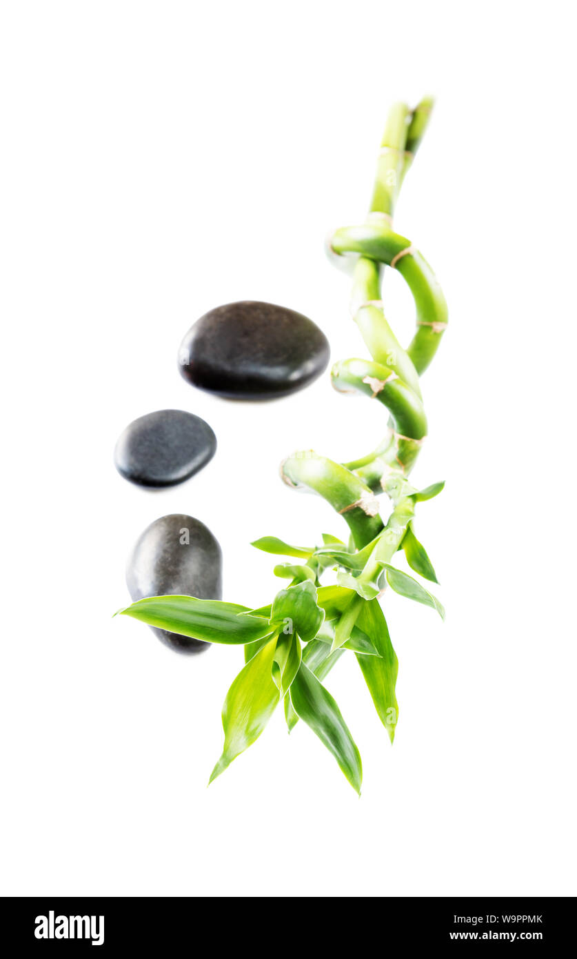 Spa concept: stem of Lucky Bamboo (Dracaena Sanderiana) with green leaves, twisted into a spiral shape, and three black basalt massage stones, isolate Stock Photo