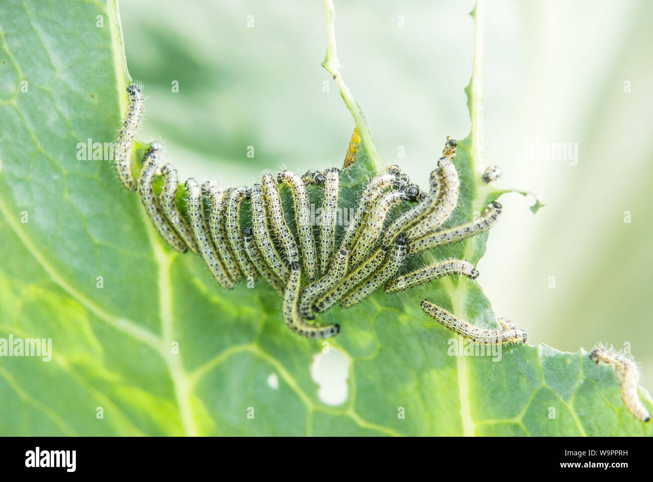 Many caterpillars of cabbage butterfly eat cabbage leaf Stock Photo Alamy