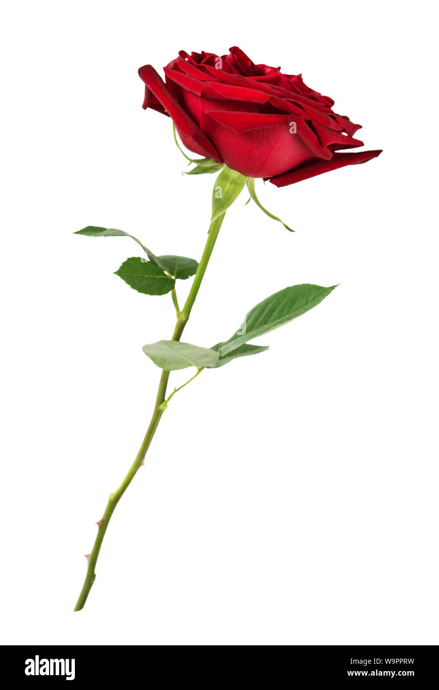 Luxurious dark-red rose on a long stem with green leaves isolated on white  background, side view Stock Photo - Alamy