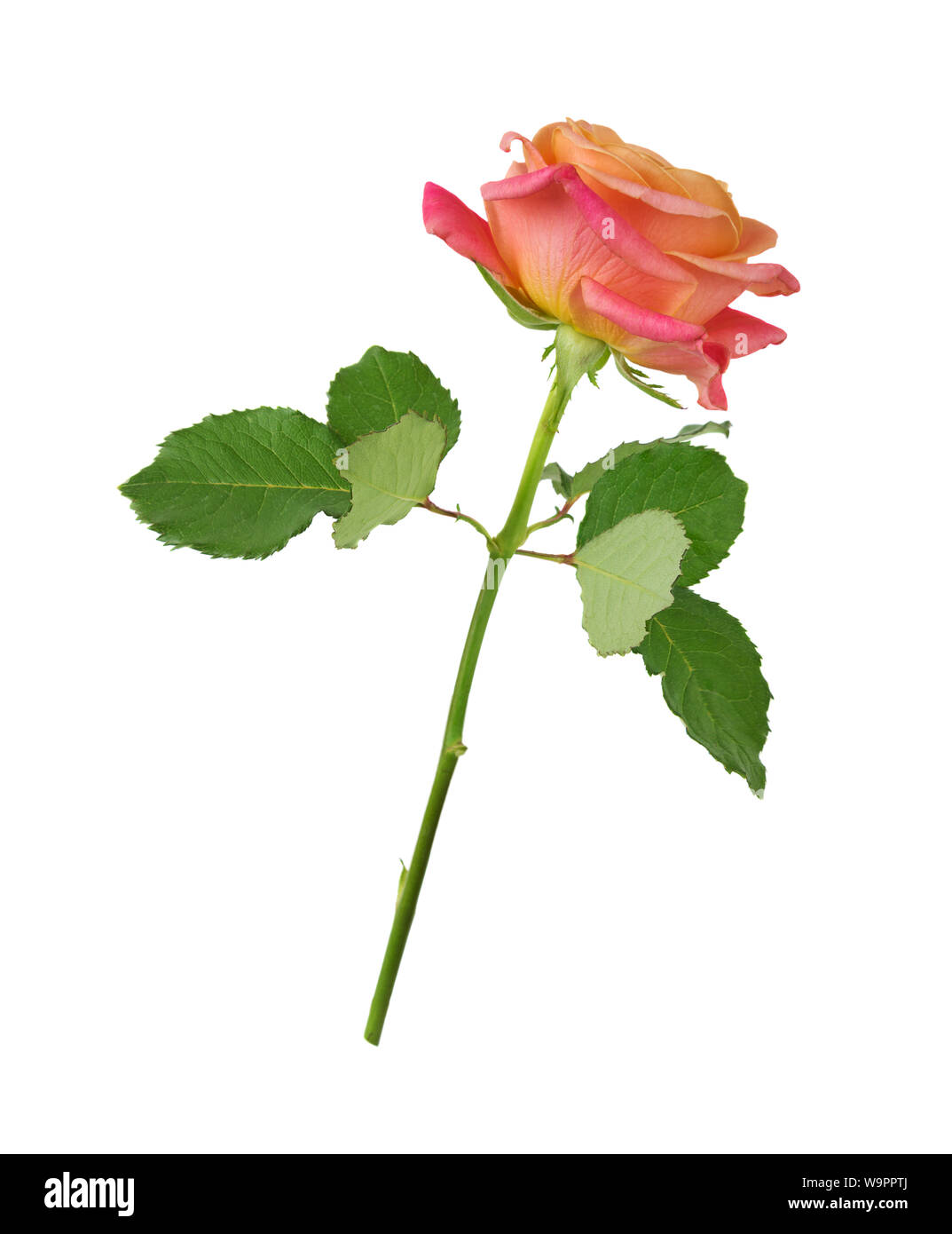 Long stem rose hires stock photography and images Alamy