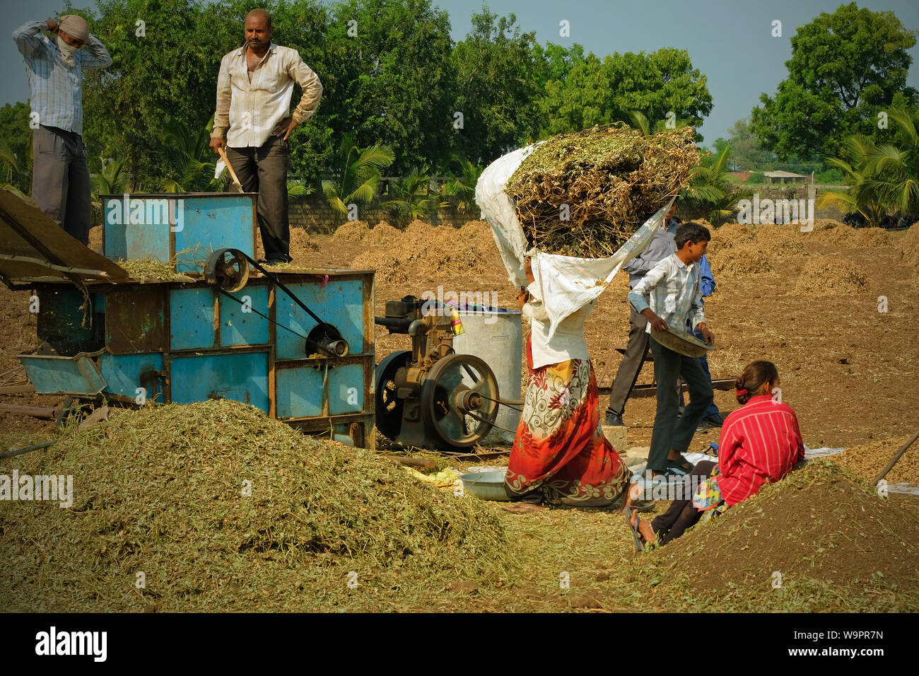 Gujarat, India - November 1, 2016: An unidentified farmer and members of his extended family bring in the peanut harvest on his smallholding Stock Photo