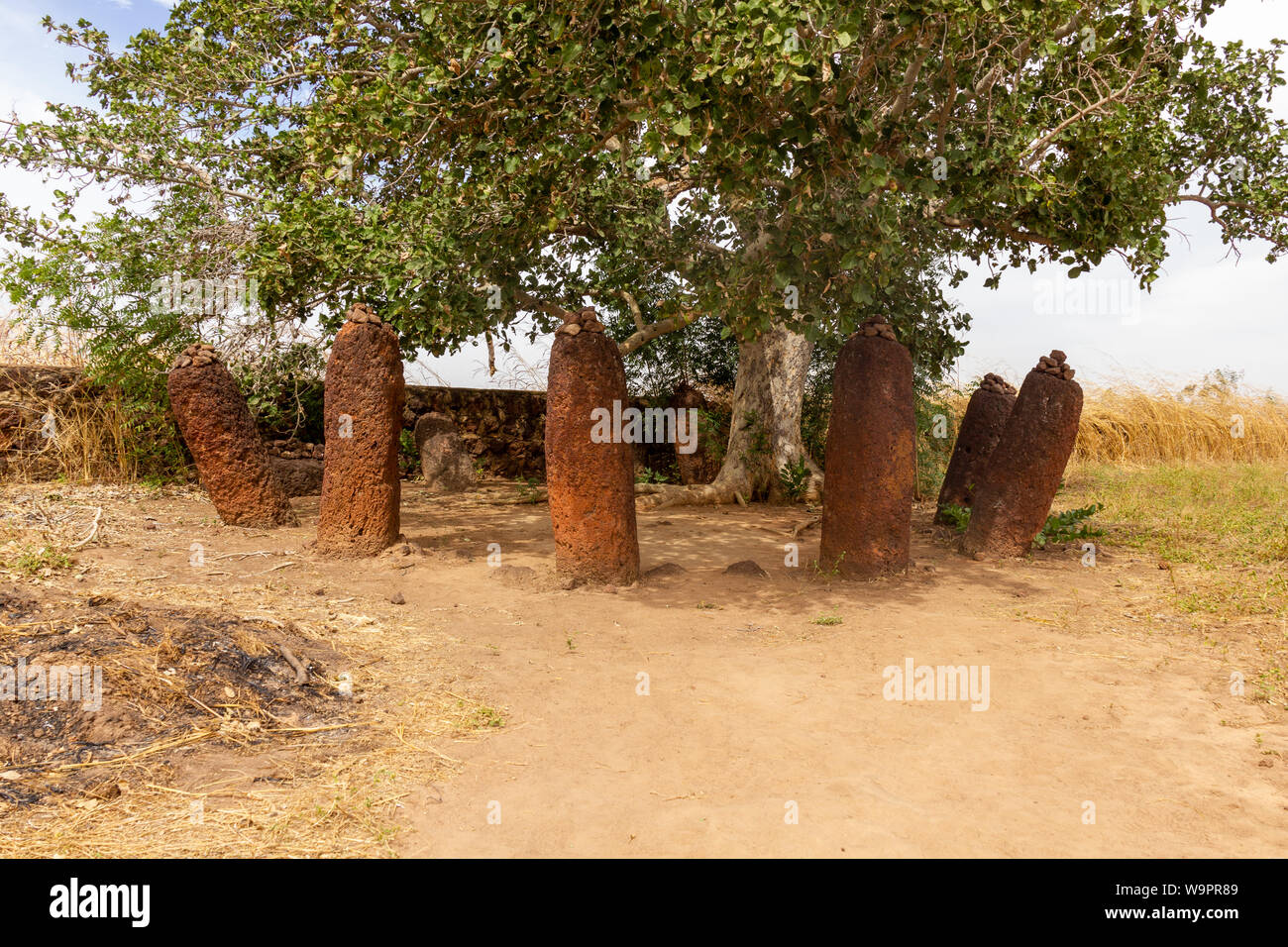 Stone circle around a tree. Stone circles are remains of an old civilization Stock Photo Alamy