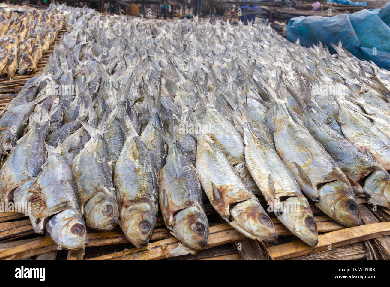 Fish is drying in the sun. The drying is to preserve the fish Stock Photo Alamy
