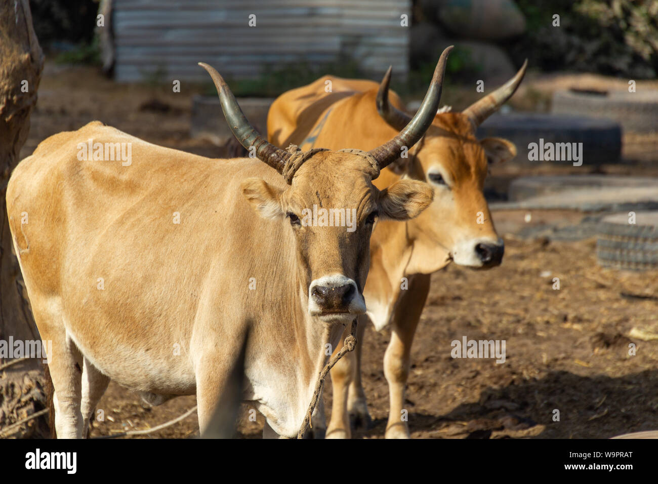 Cows are sold at an animal market in Gambia Stock Photo Alamy
