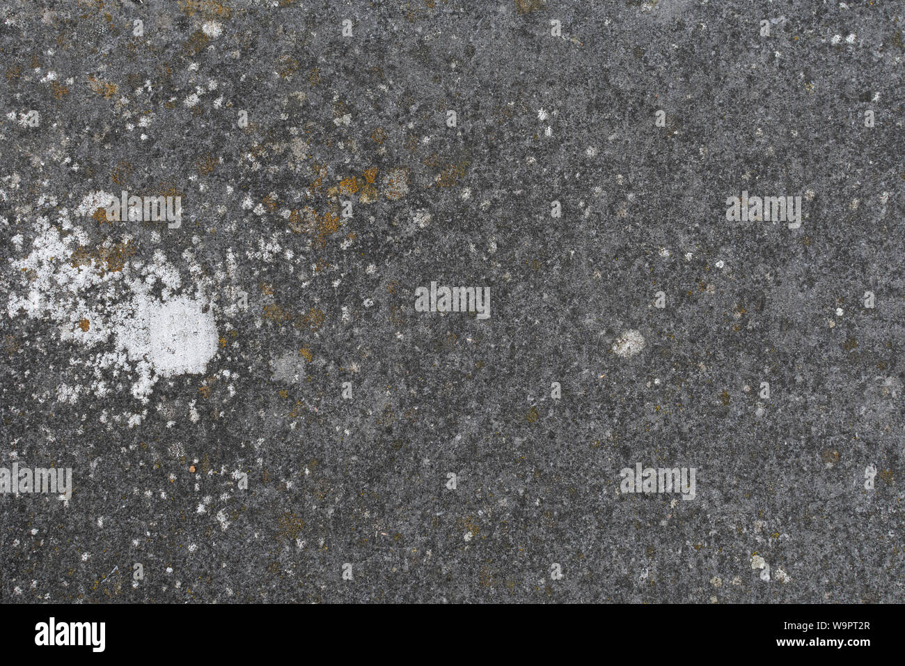 Concrete Floor With A Large White Patch Of Mold On It Stock Photo