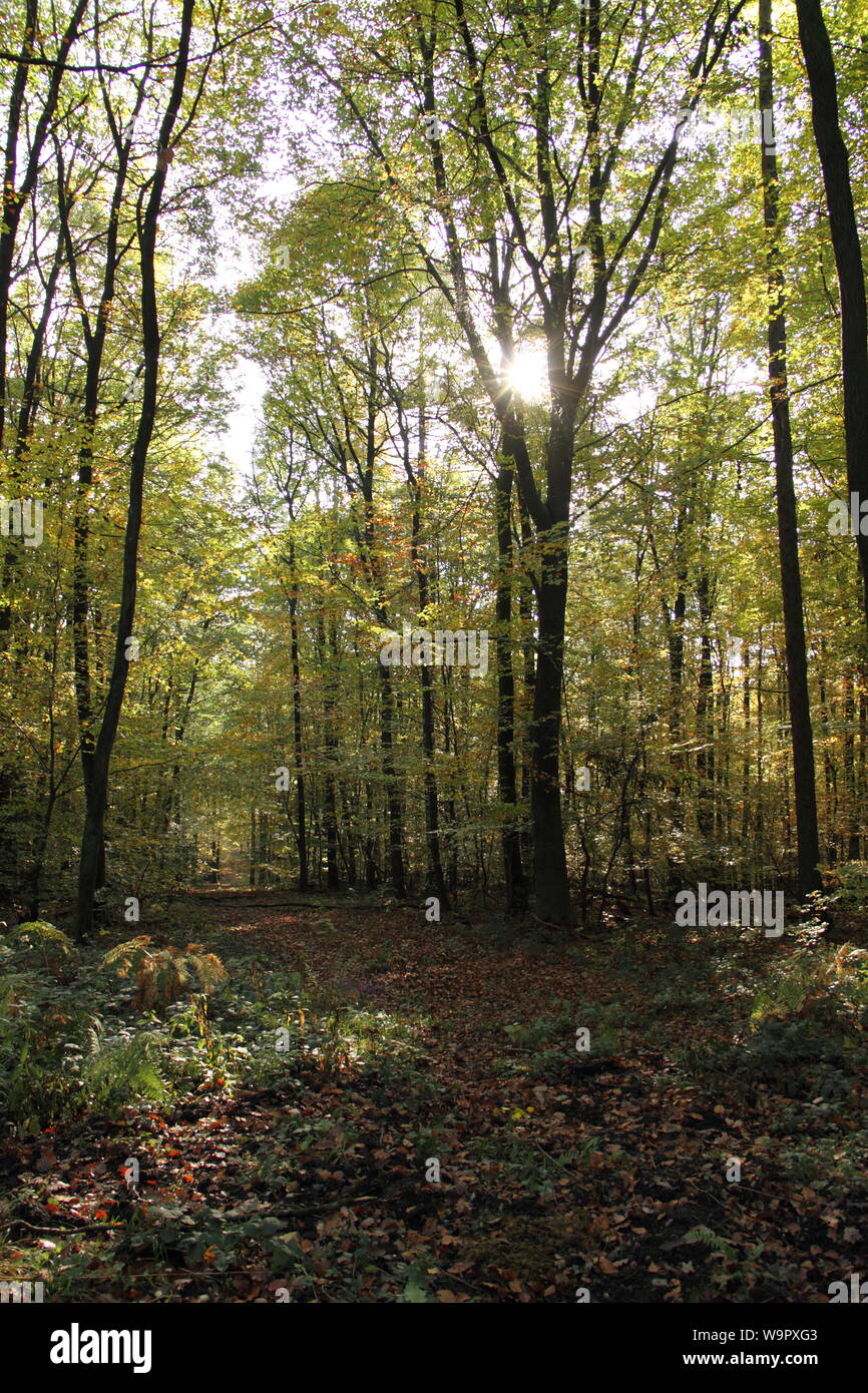 green forest in the sunlight Stock Photo - Alamy