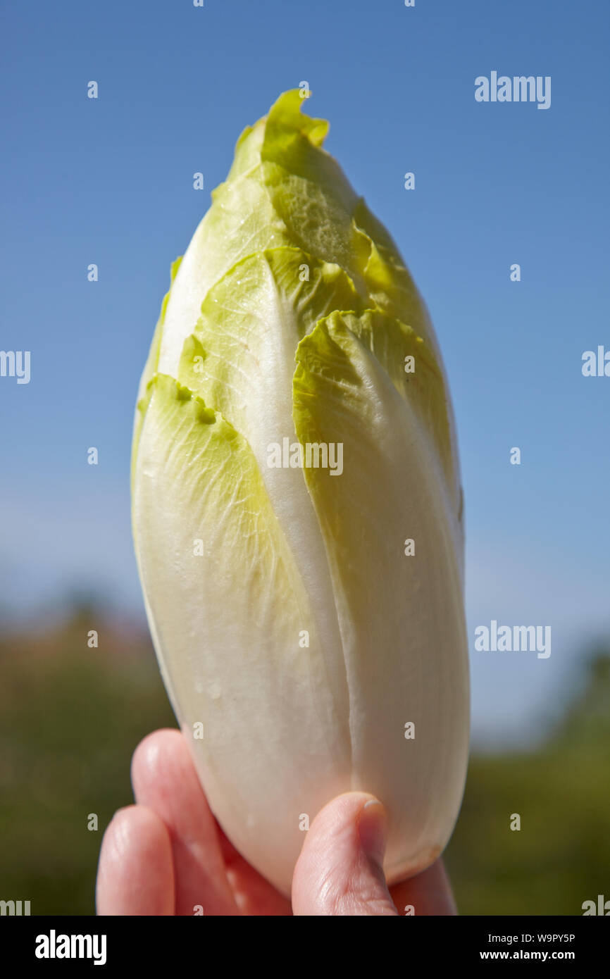 fingers holding a freshly harvested chicory head in a vertical position against a blue sky background Stock Photo