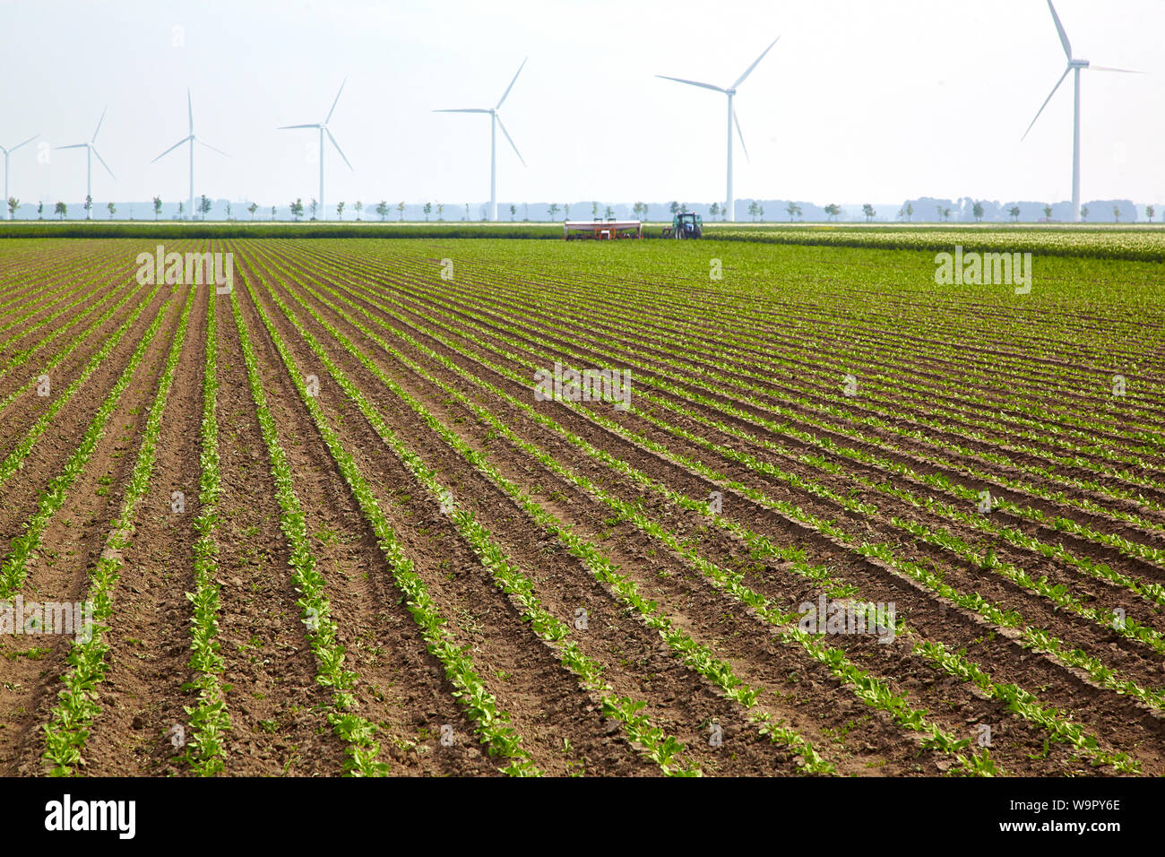Farming plot with vertical rows of organic chicory plants with in the background a tractor working the soil and a row of wind turbines Stock Photo