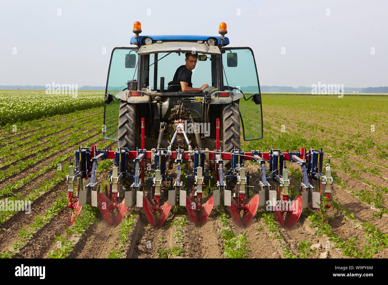 Farmer driving tractor using a harrow to smooth the soil surface between the rows of chicory plants Stock Photo