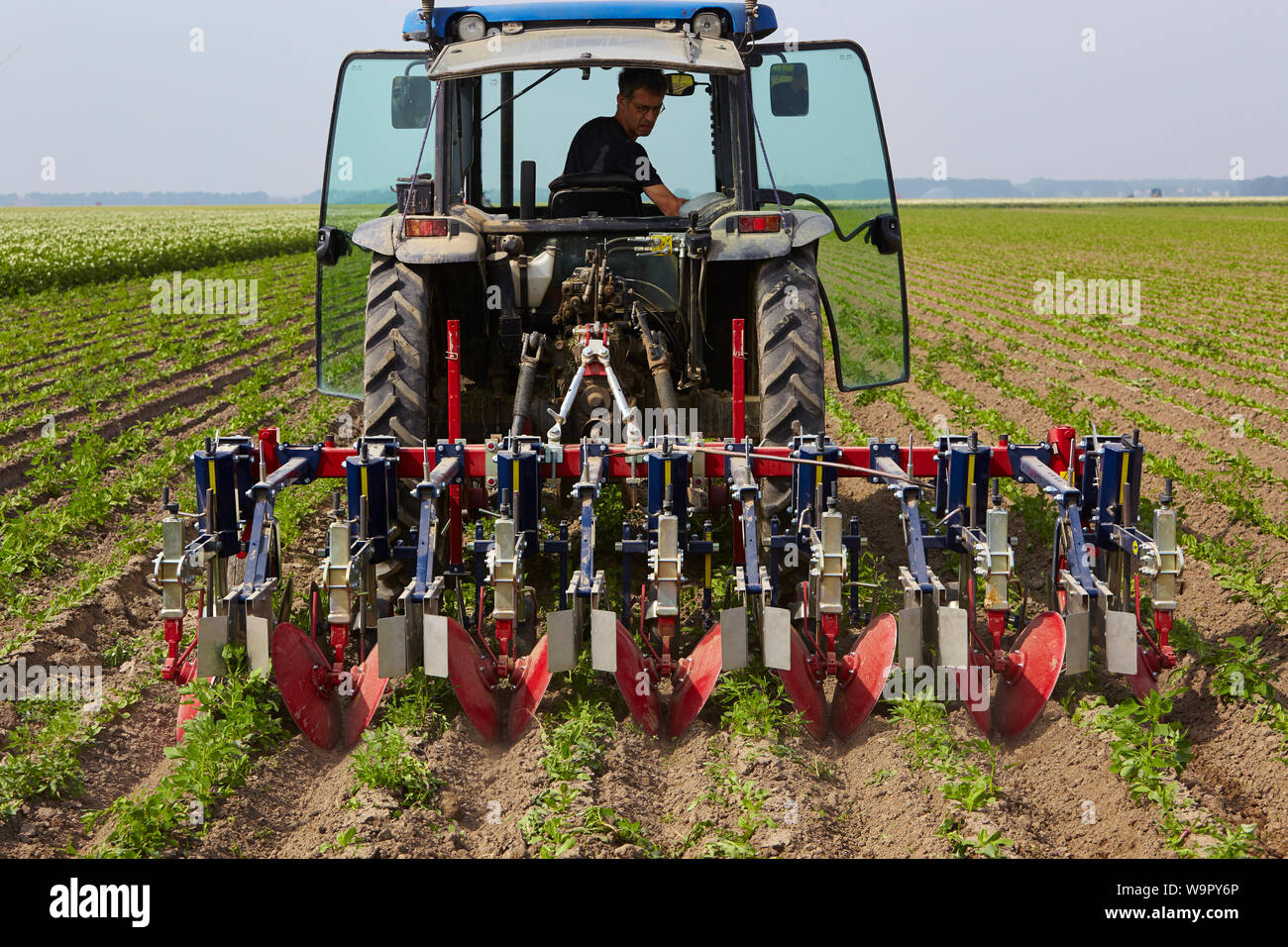 Farmer driving tractor using a harrow to smooth the soil surface between the rows of chicory plants Stock Photo