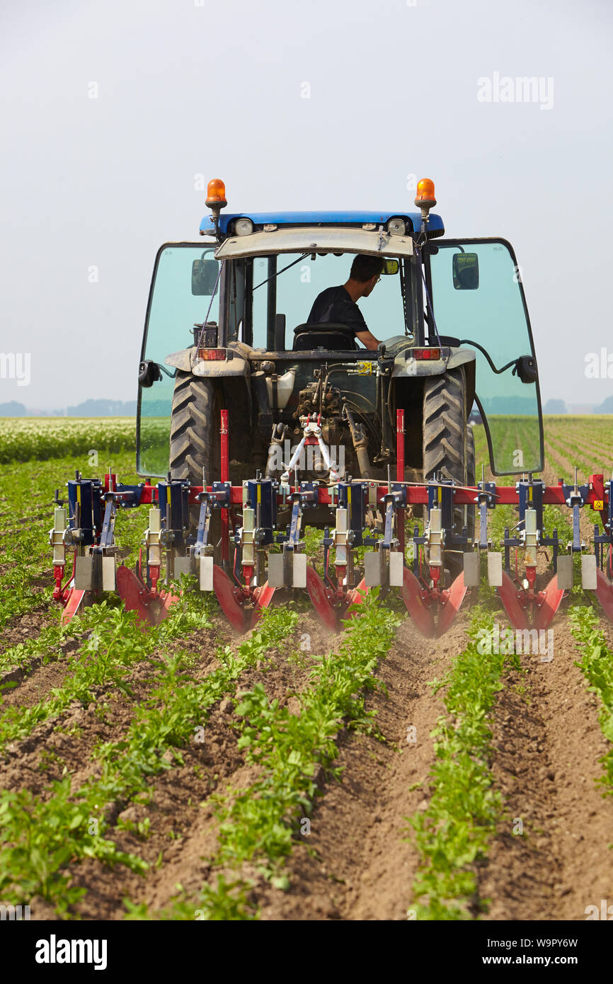 Farmer driving tractor using a harrow to smooth the soil surface between the rows of chicory plants Stock Photo