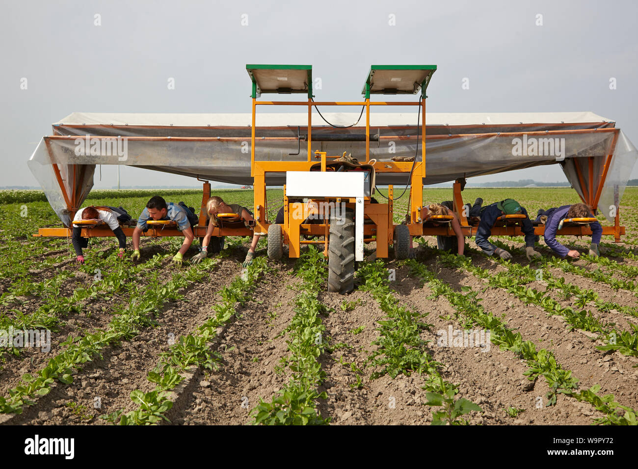 Seasonal migrant farm workers using custom made agricultural machine to weed between the rows of the chicory plants Stock Photo
