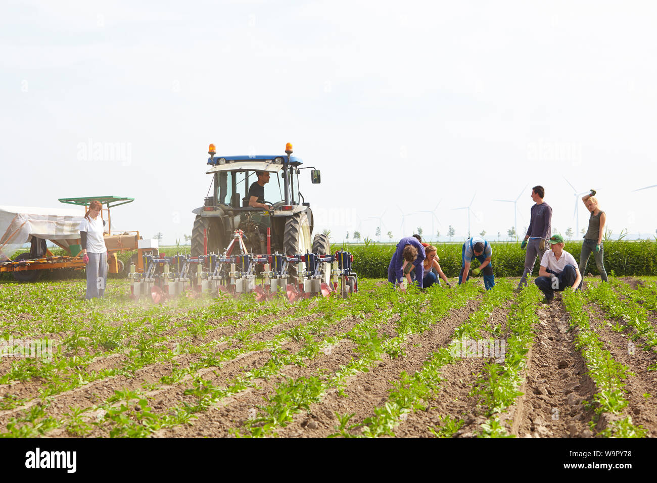Tractor with driver and team of mixed gender migrant farm labourers working in a field of organically grown chicory on a commercial agricultural farm Stock Photo